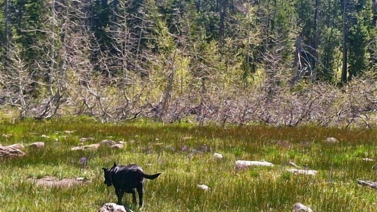 Photo of Others in Tahoe City