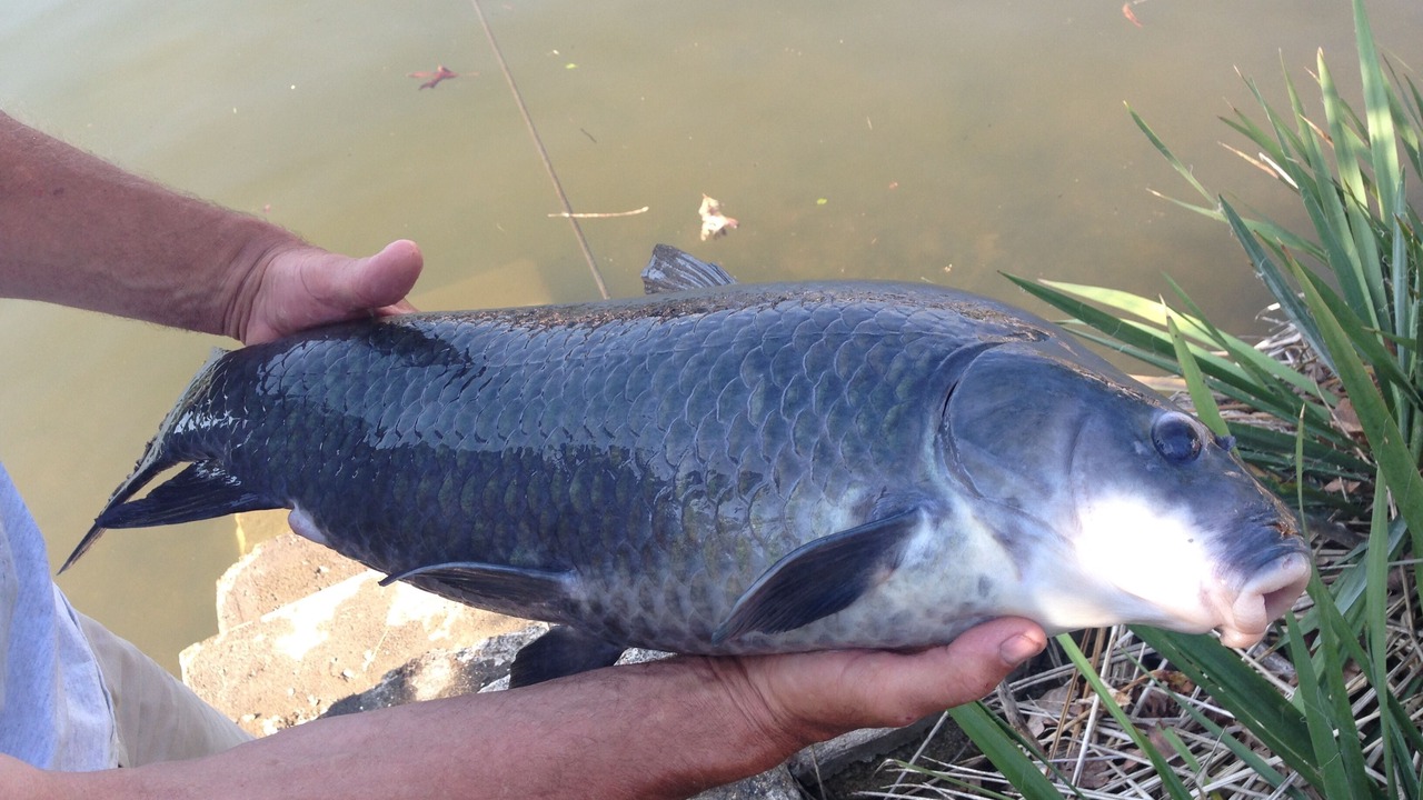 Photo of Others in Osage Beach
