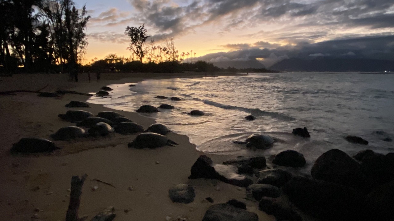 Photo of Others in Paia