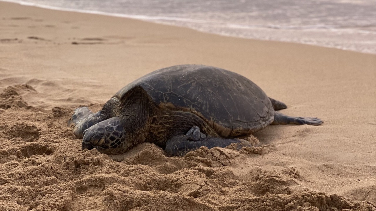 Photo of Others in Paia