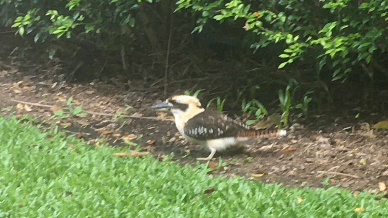 Photo of Outdoor in Palm Cove