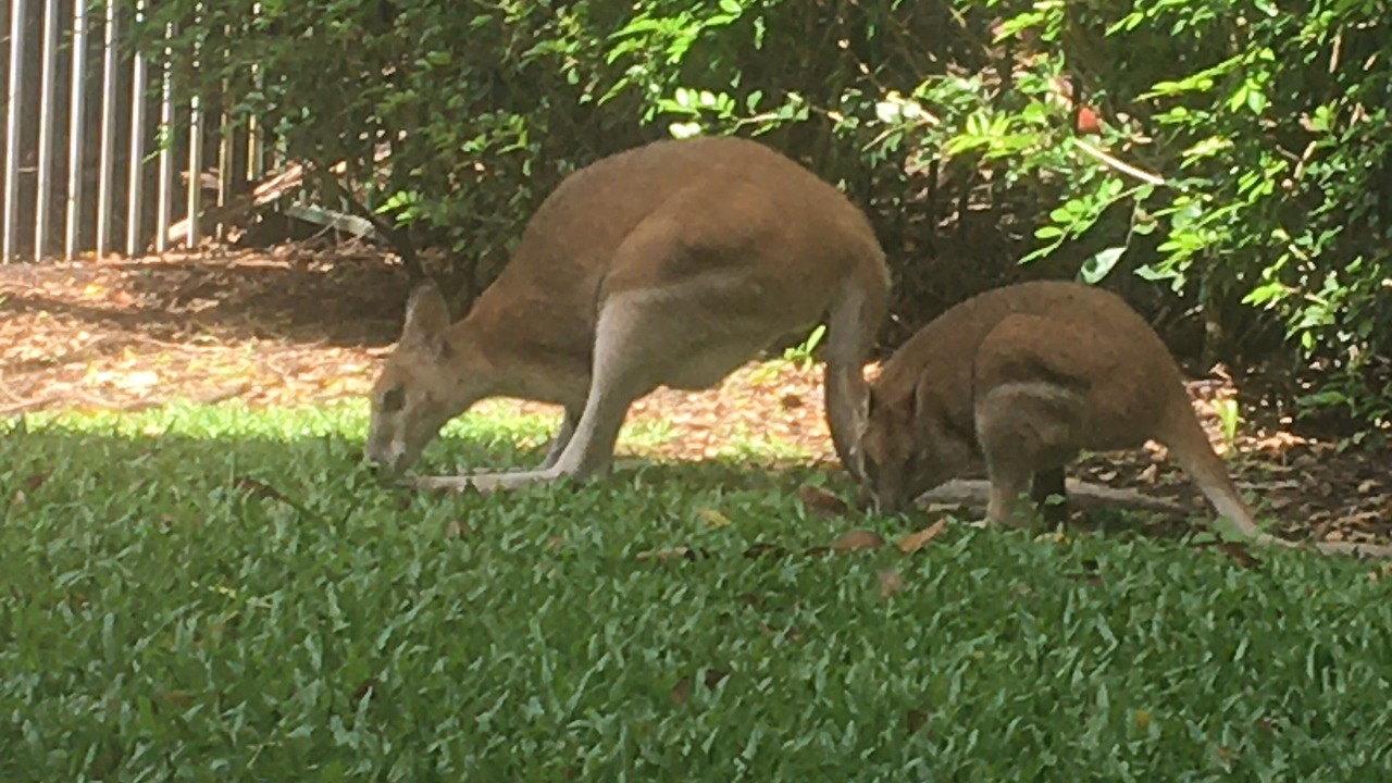 Photo of Outdoor in Palm Cove