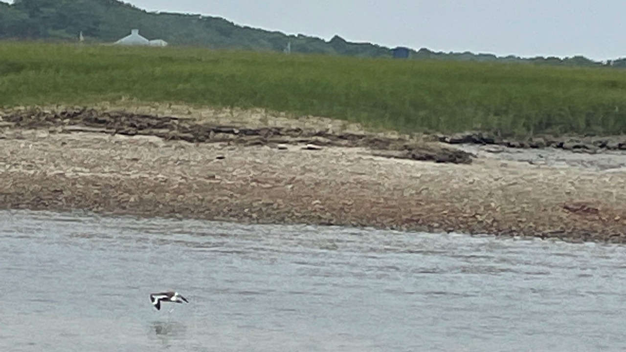 Photo of Others in East Sandwich