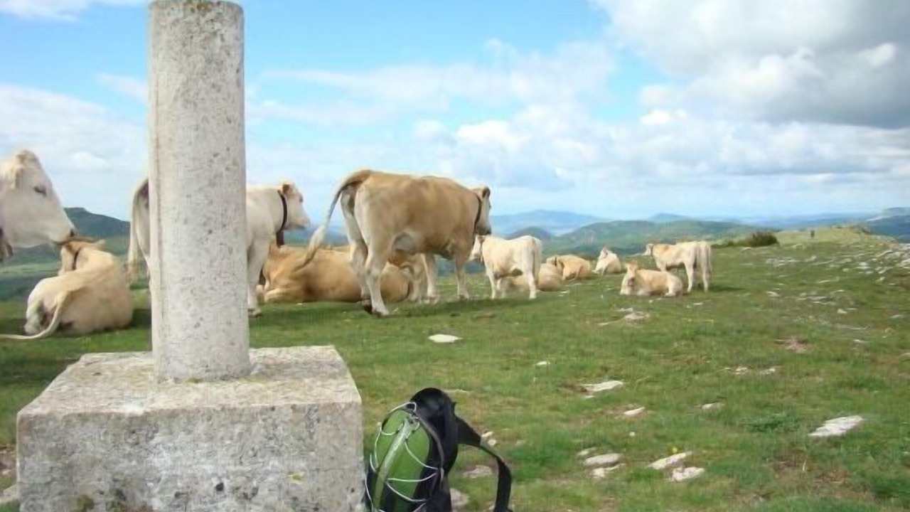 Photo of Others in Goni