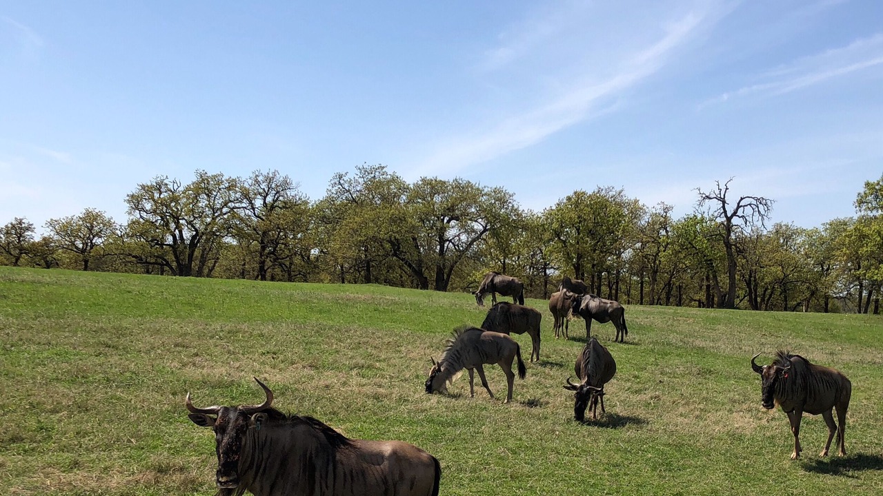 Photo of Others in Granbury