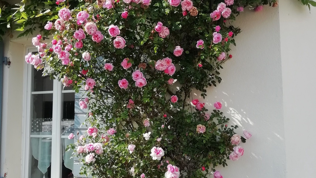 Photo of Outdoor in Saint-Sebastien-sur-Loire