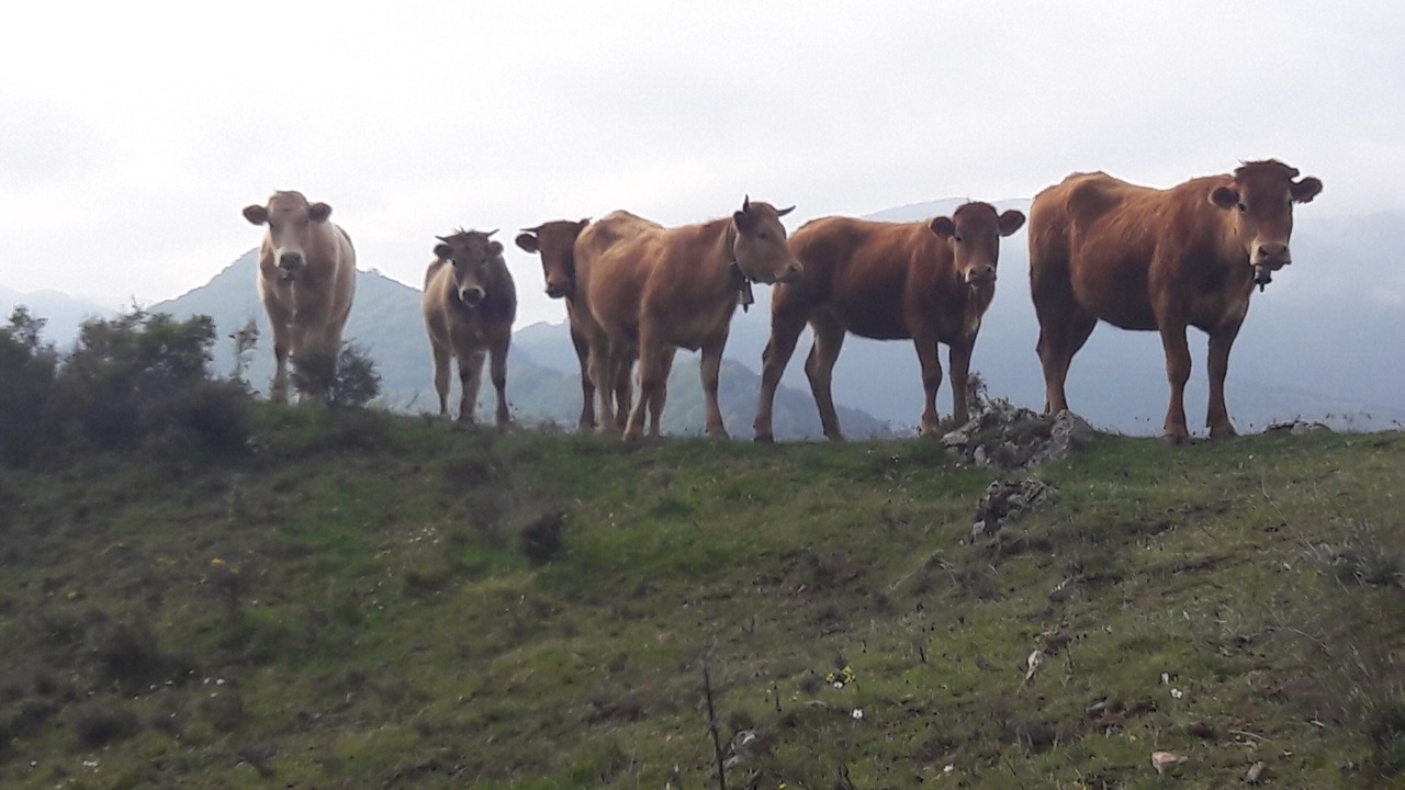 Photo of Others in Anguiano