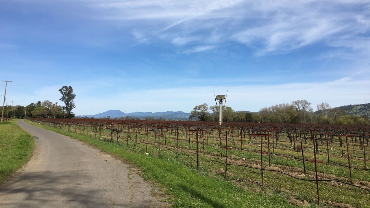 Photo of Others in Yountville