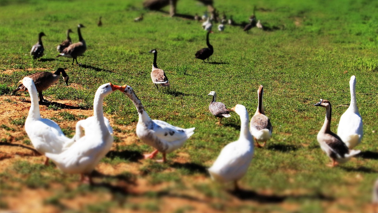 Photo of Outdoor in Monprimblanc