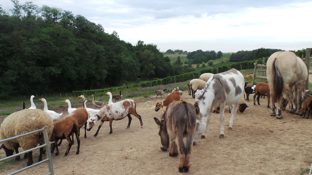 Photo of Others in Monprimblanc