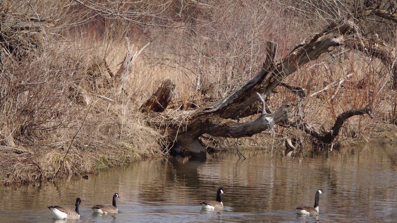 Photo of Outdoor in Knowlton