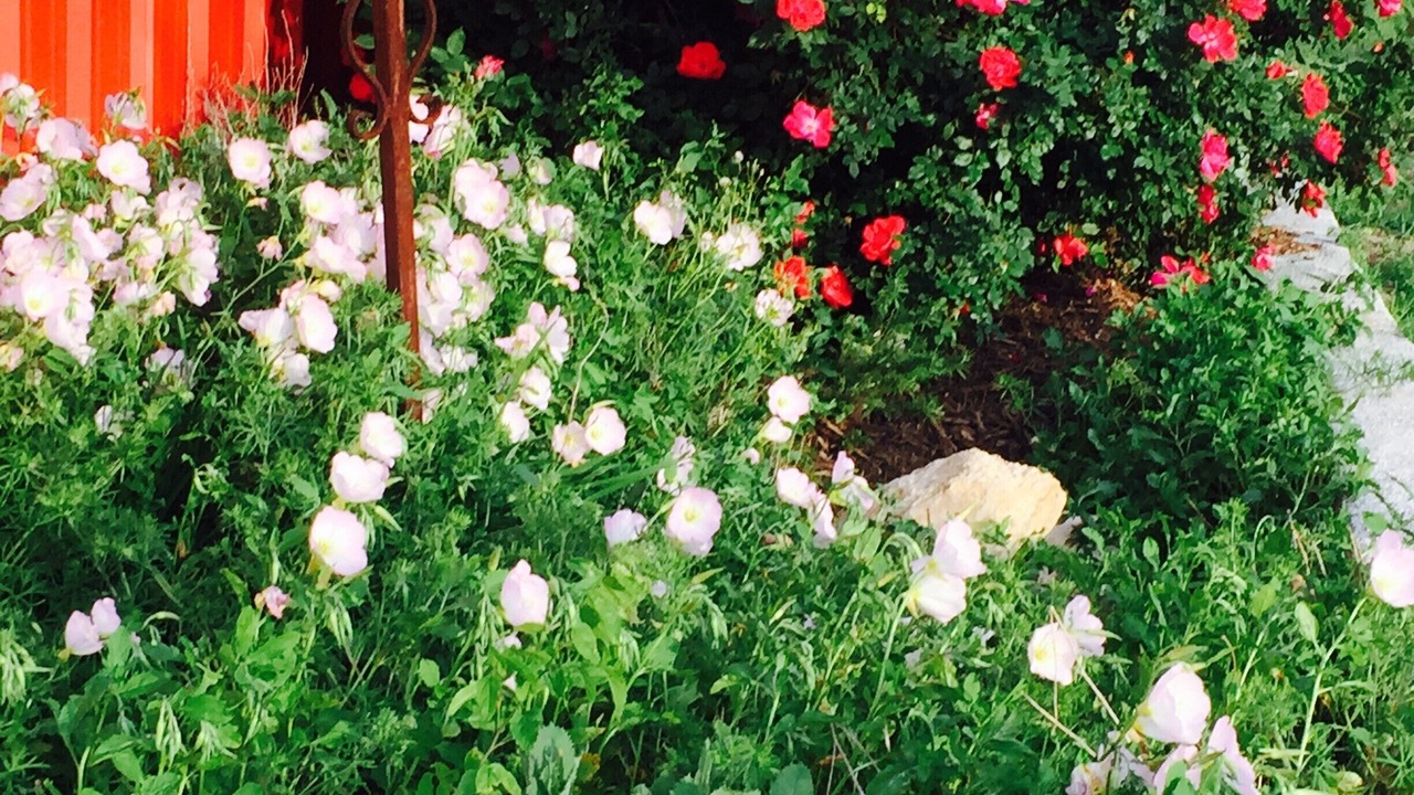 Photo of Outdoor in Mesquite