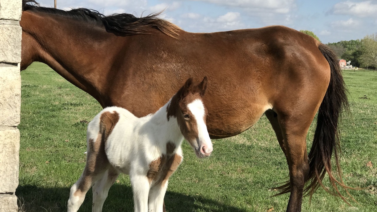 Photo of Outdoor in Mesquite