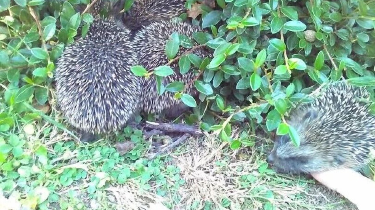 Photo of Others in Hartpury