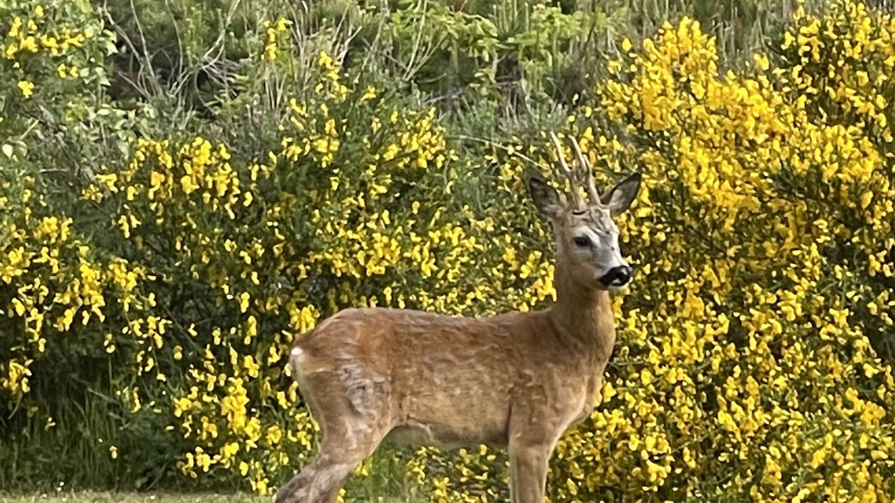 Photo of Outdoor in Smidstrup Strand