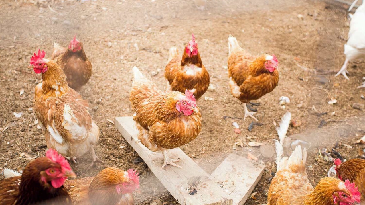 Photo of Others in Tallarook