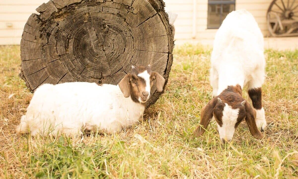 Photo of Others in Tallarook