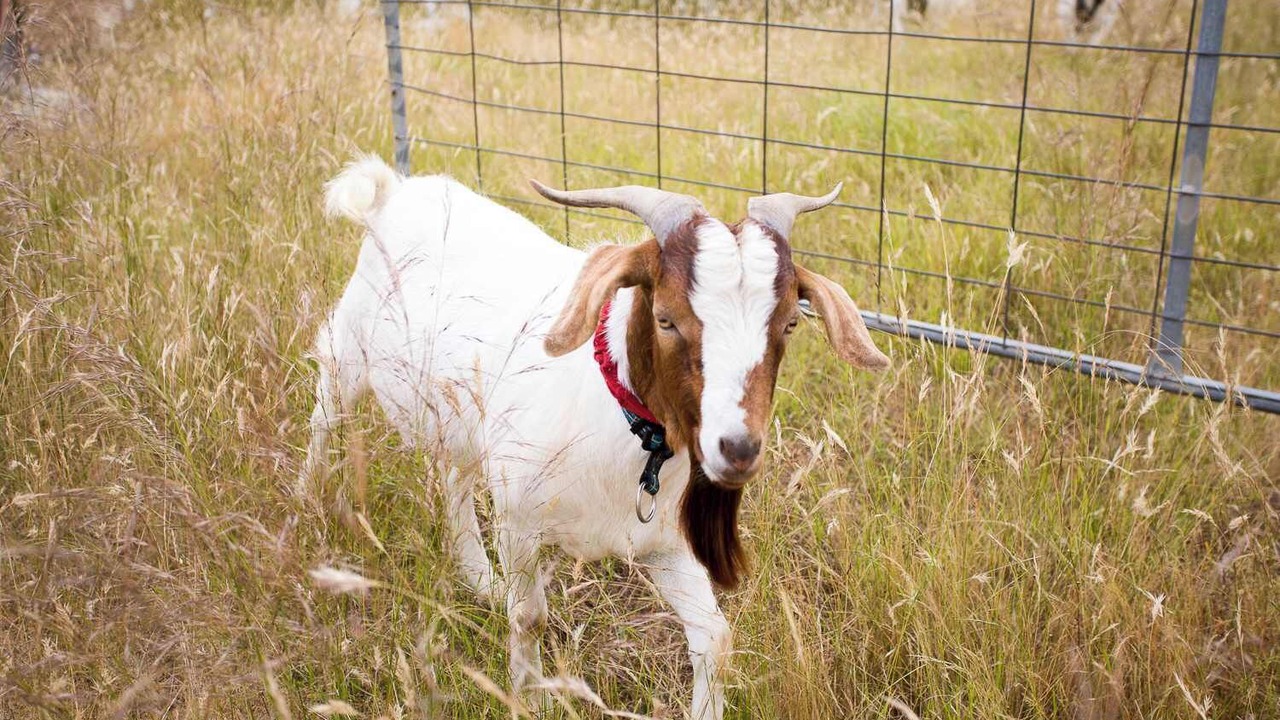 Photo of Others in Tallarook