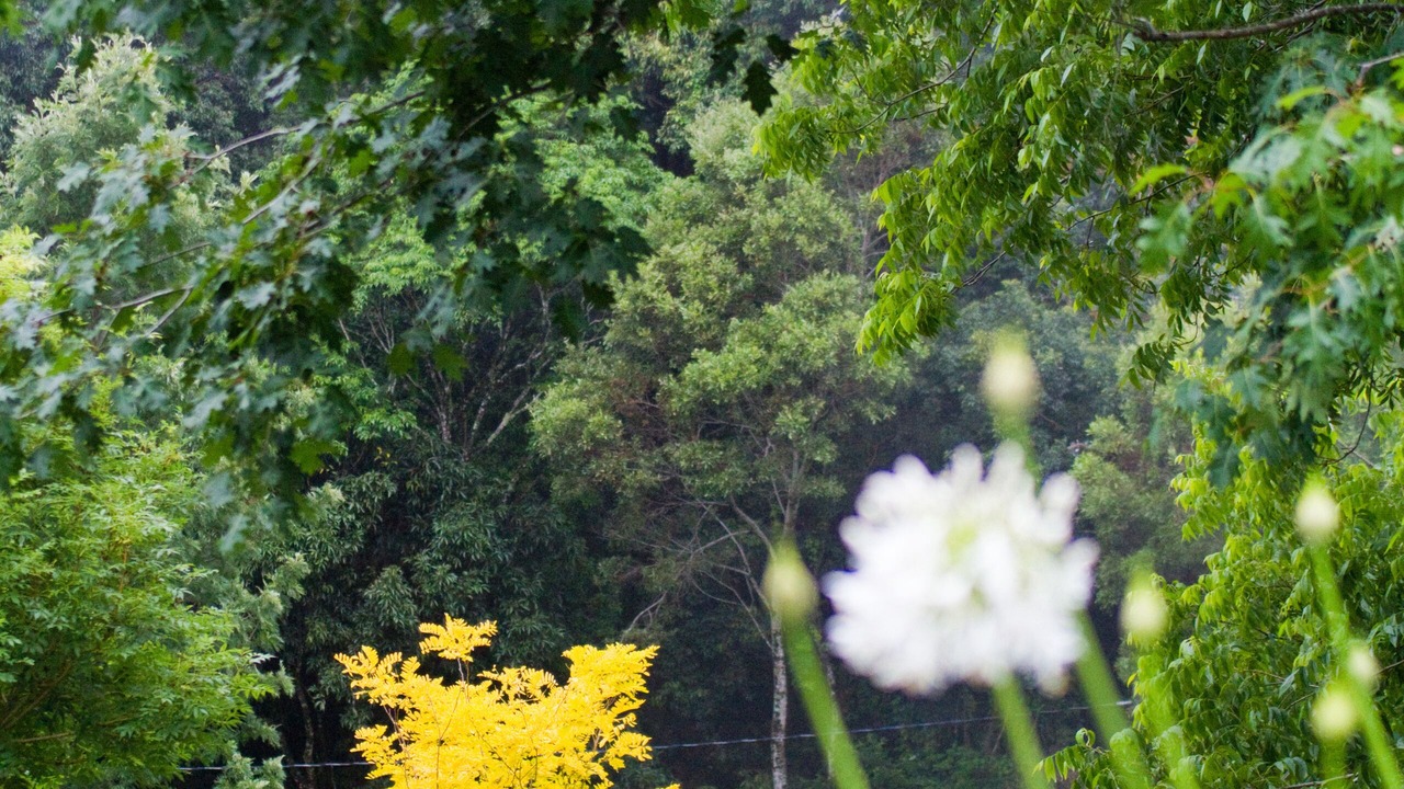 Photo of Outdoor in England Creek