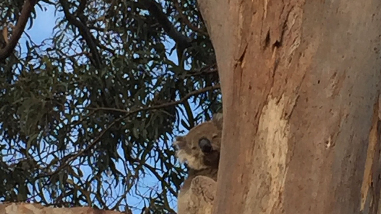 Photo of Others in Kennett River