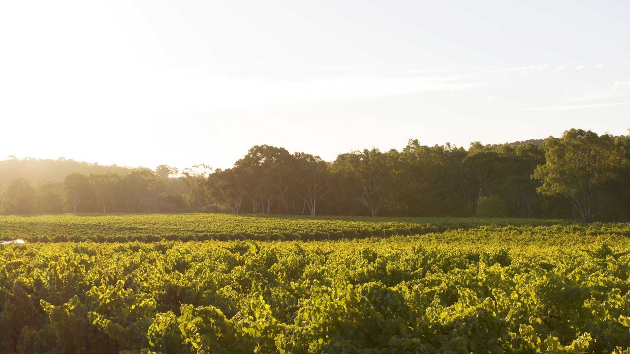 Photo of Others in McLaren Flat