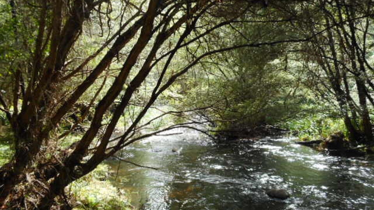 Photo of Others in Warburton