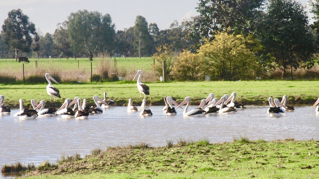Photo of Outdoor in Oxley