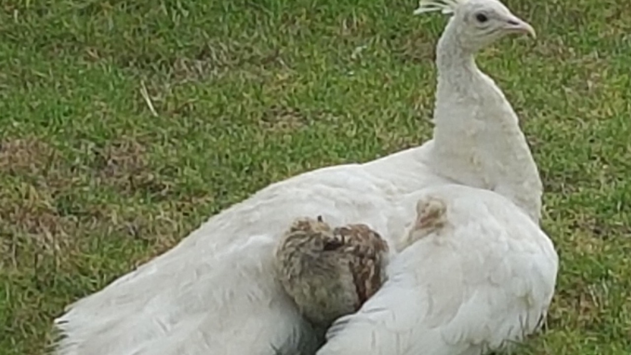 Photo of Outdoor in Coromandel Forest Park
