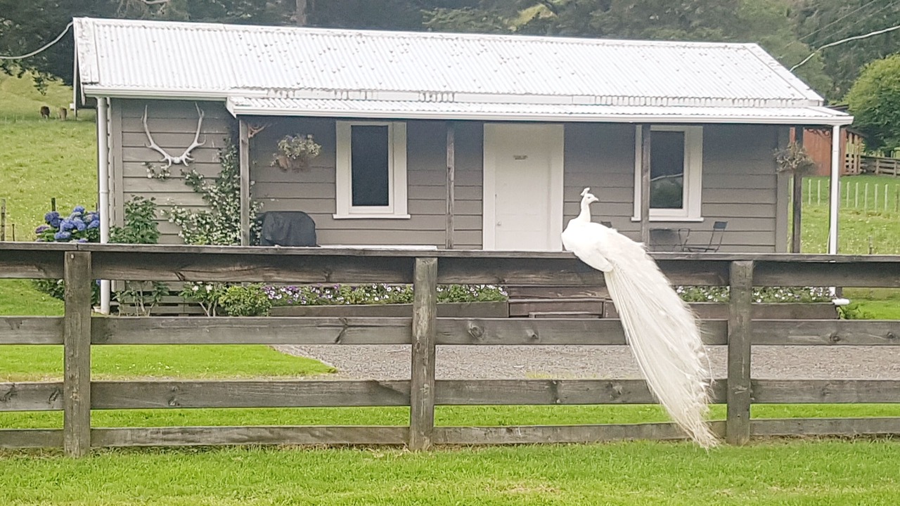 Photo of Outdoor in Coromandel Forest Park