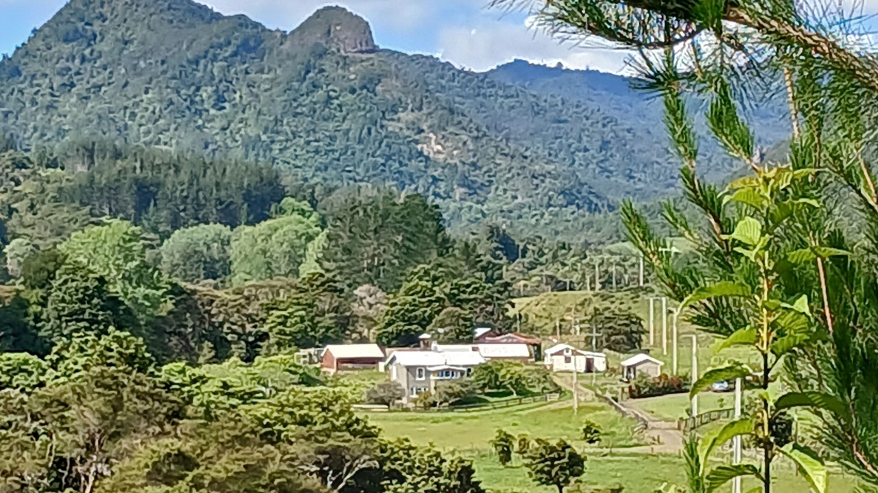 Photo of Others in Coromandel Forest Park