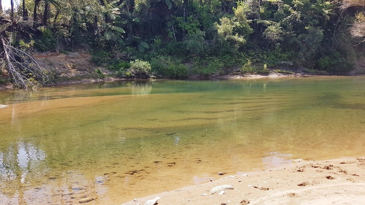 Photo of Others in Coromandel Forest Park