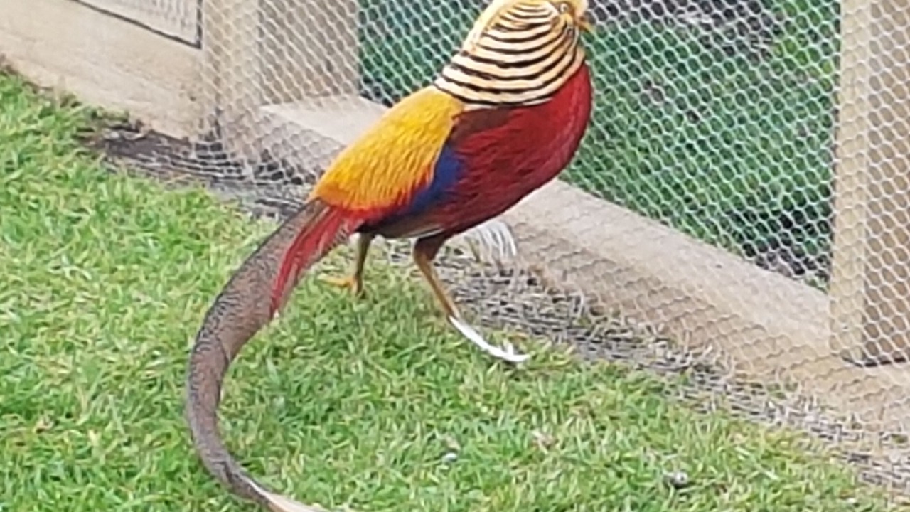 Photo of Others in Coromandel Forest Park
