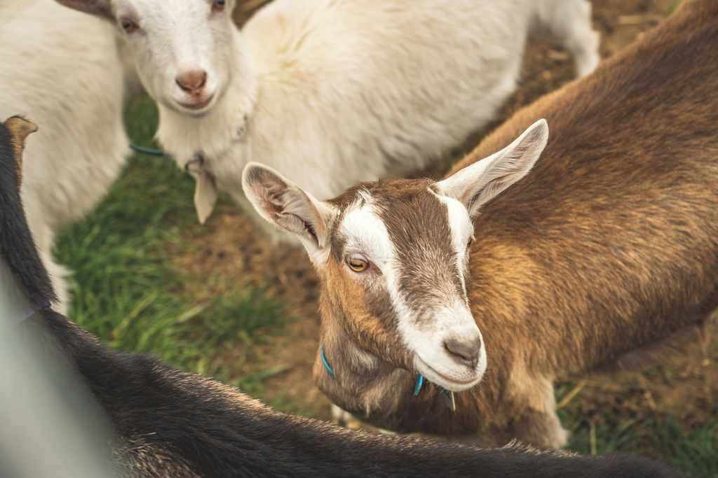 Photo of Others in Monegeetta