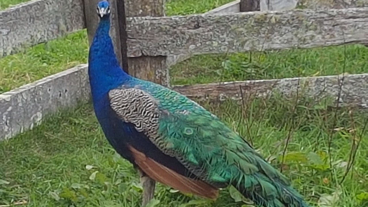 Photo of Outdoor in Coromandel Forest Park