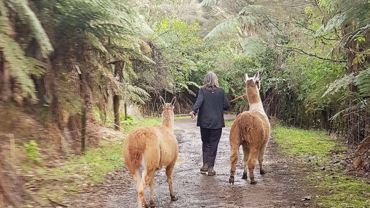 Photo of Outdoor in Coromandel Forest Park