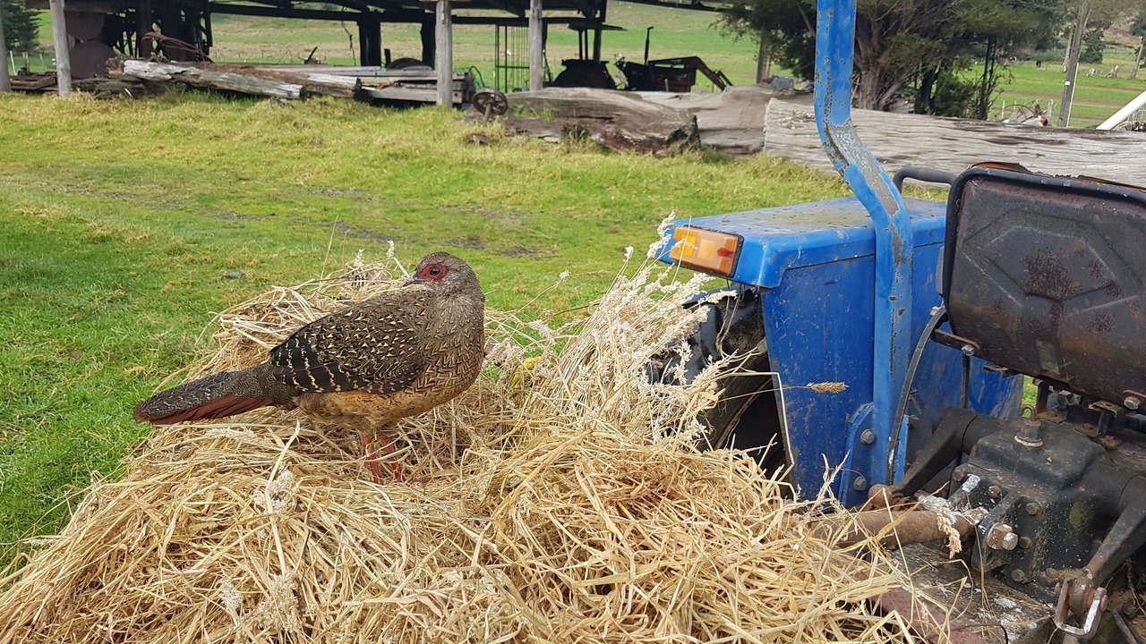 Photo of Outdoor in Coromandel Forest Park