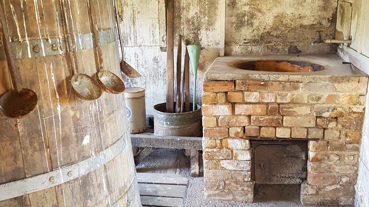 Photo of Others in Coromandel Forest Park