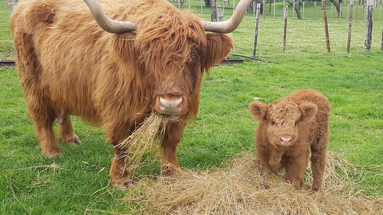 Photo of Outdoor in Coromandel Forest Park