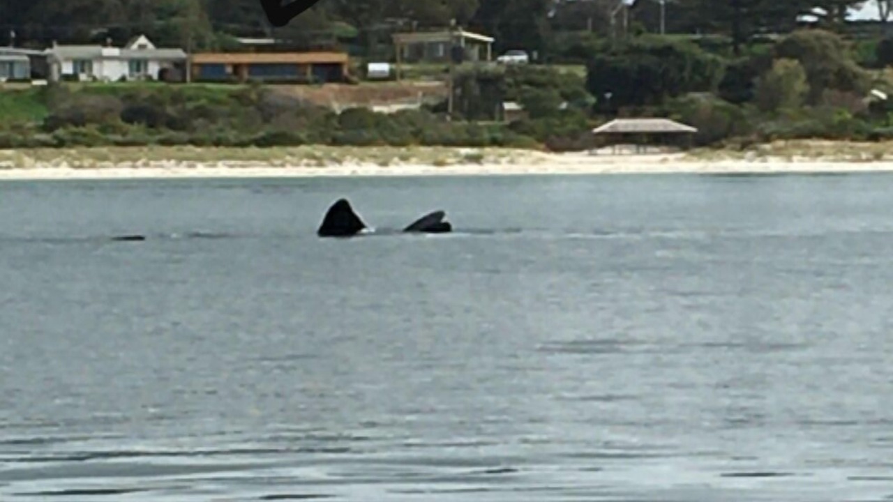 Photo of Others in Penneshaw