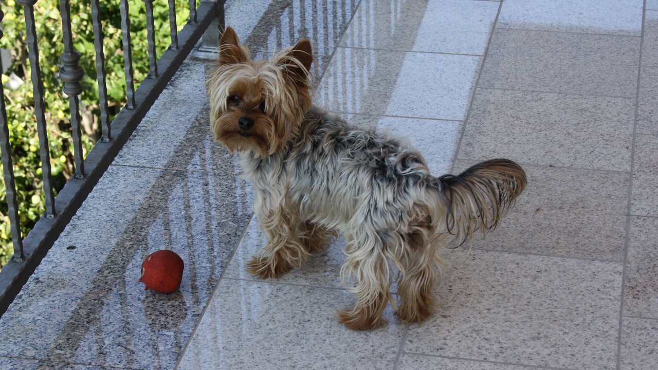 Photo of Others in Opatija