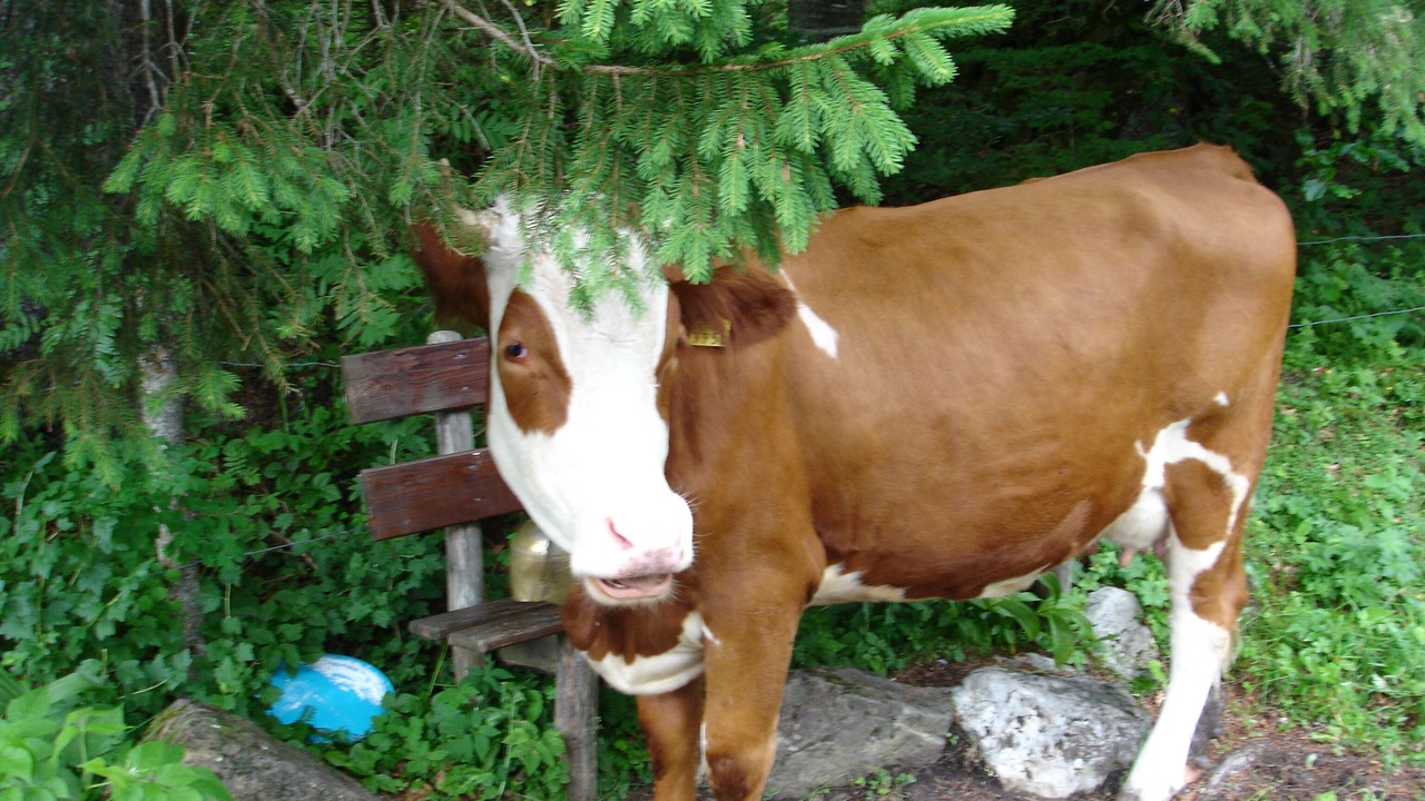 Photo of Outdoor in Kiental