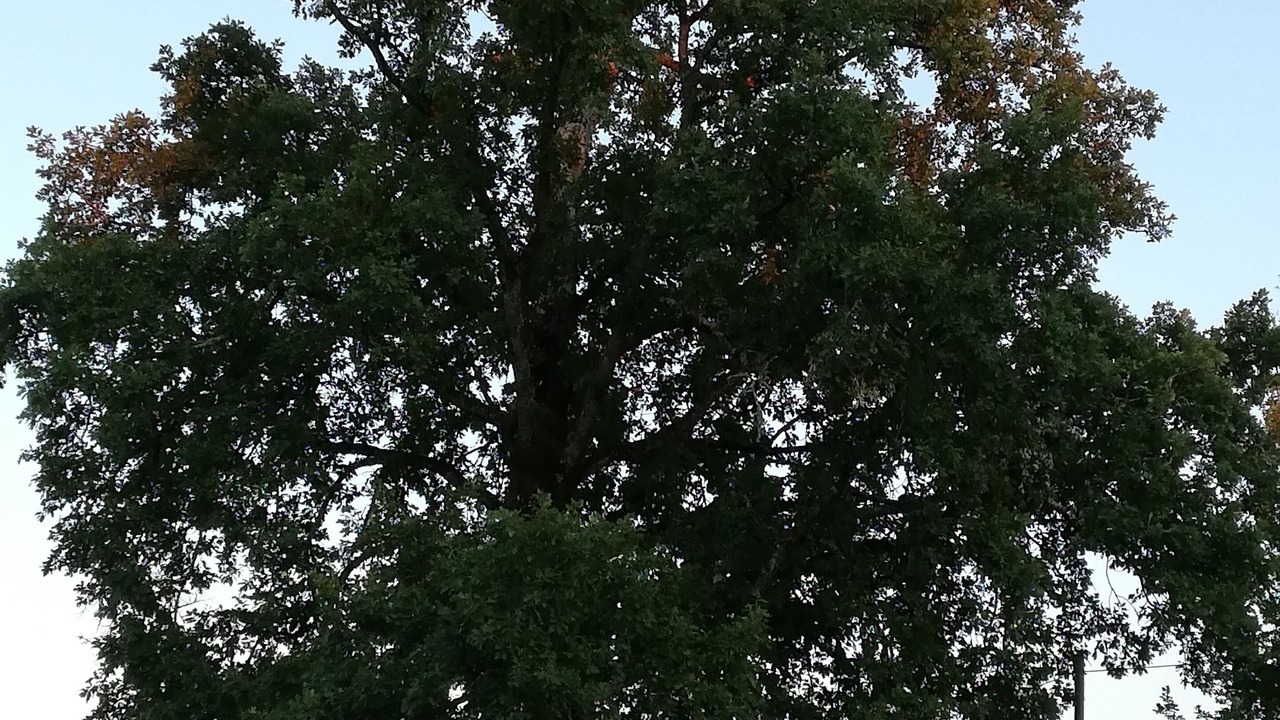 Photo of Outdoor in Mauzens-et-Miremont