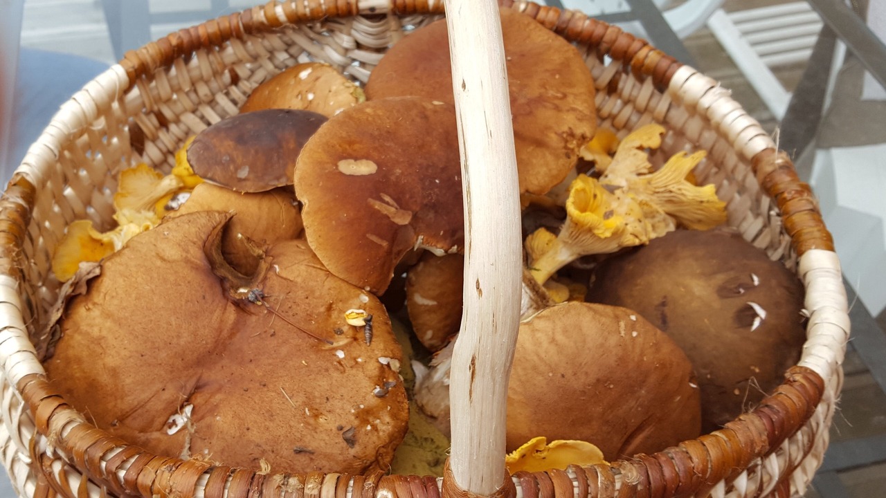 Photo of Others in Mauzens-et-Miremont