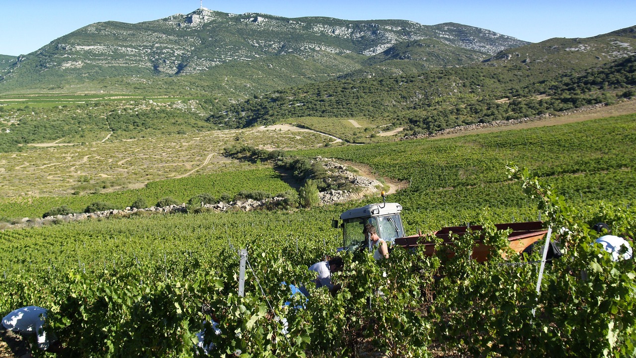 Photo of Outdoor in Montpeyroux
