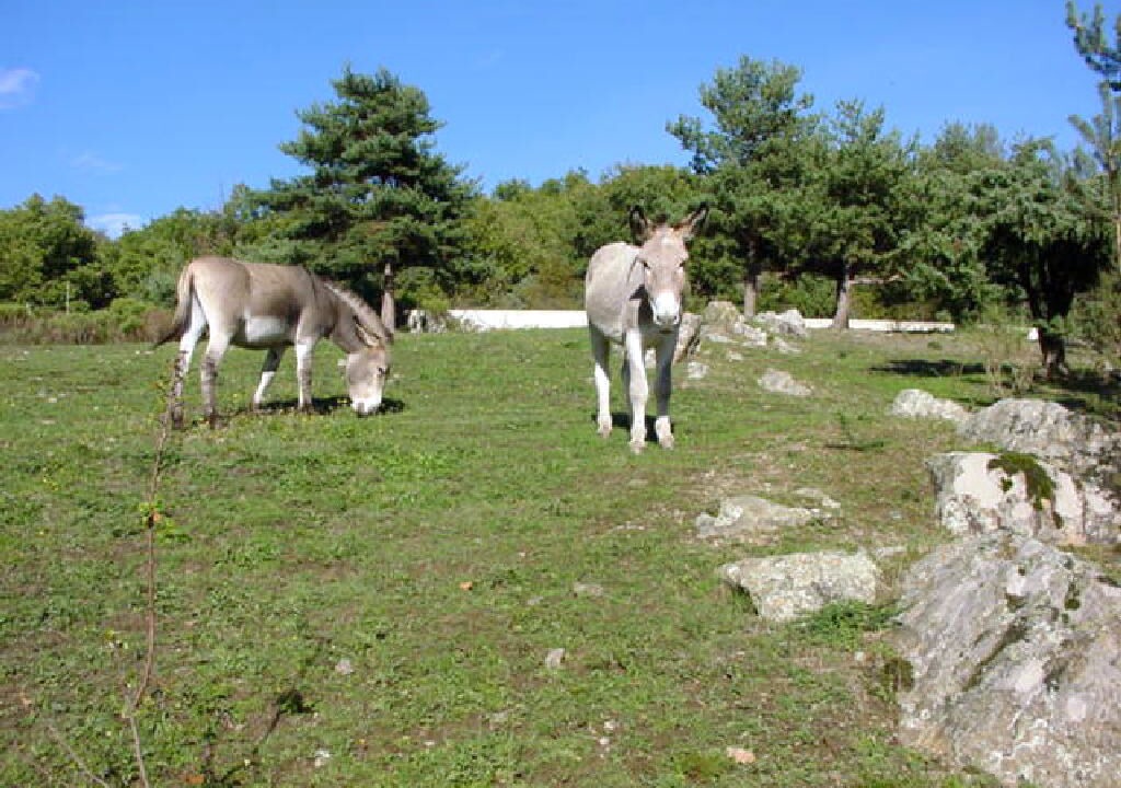 Photo of Others in Gilhac-et-Bruzac