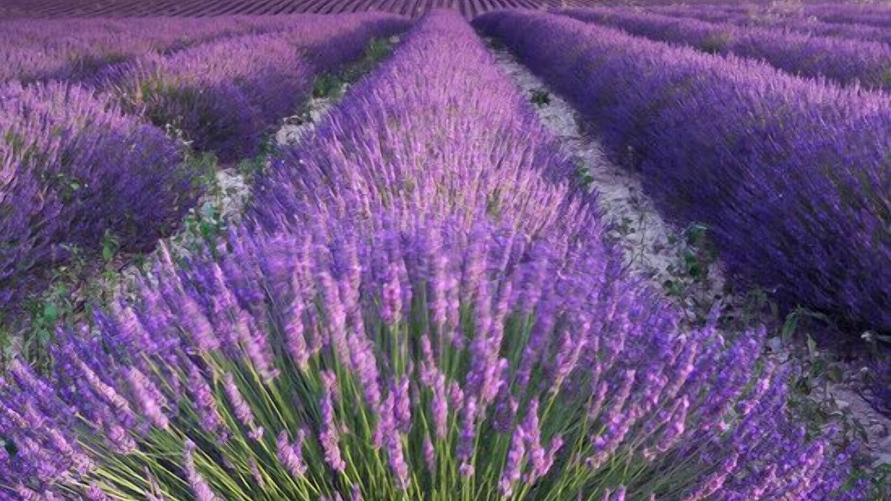 Photo of Others in Camaret-sur-Aigues