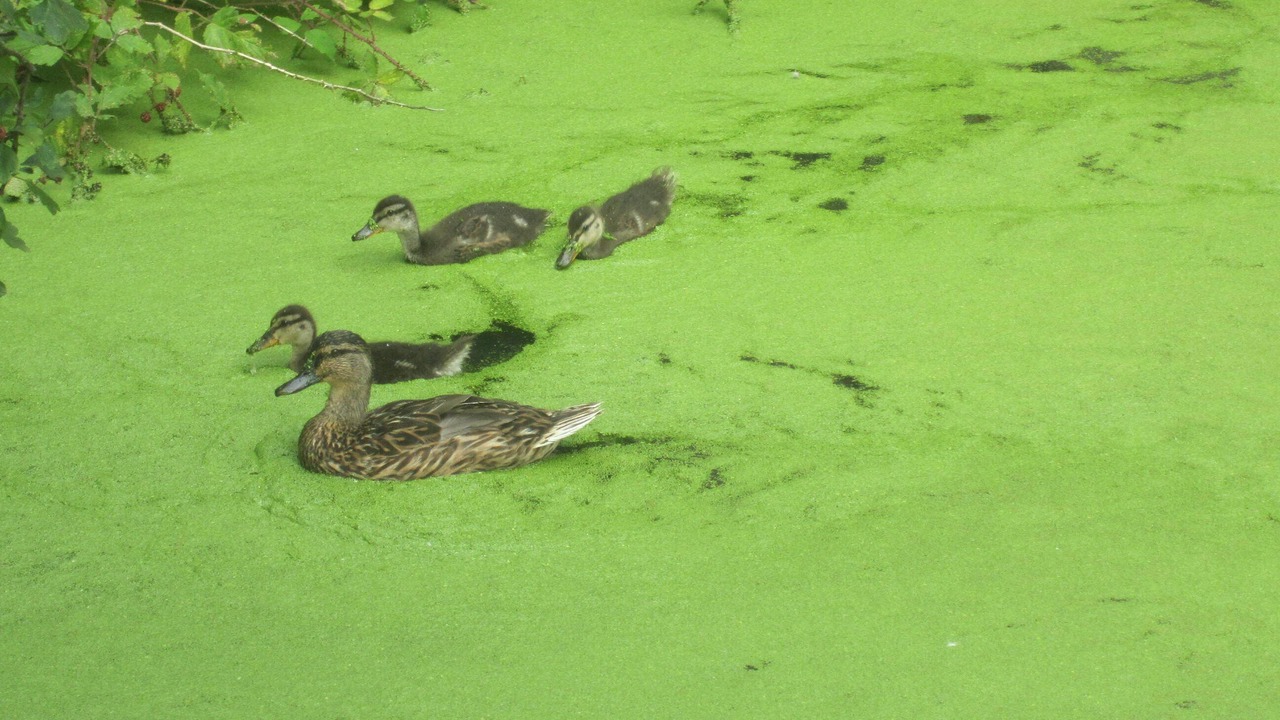 Photo of Others in Bricqueville