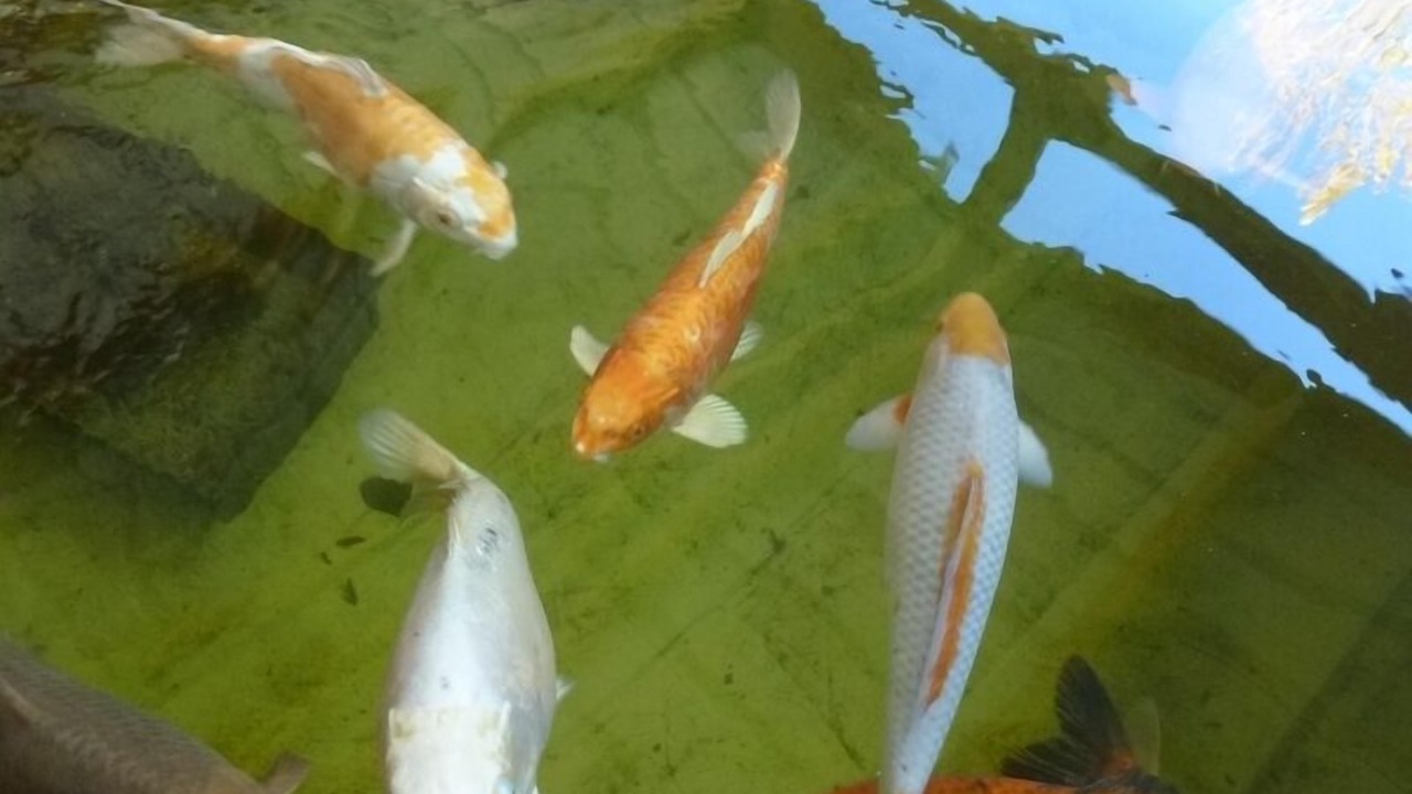 Photo of Others in Bricqueville