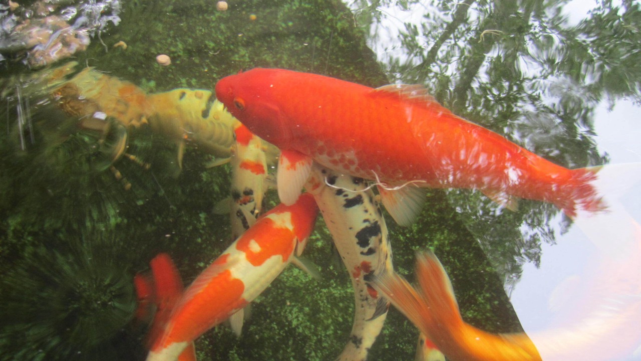 Photo of Outdoor in Bricqueville