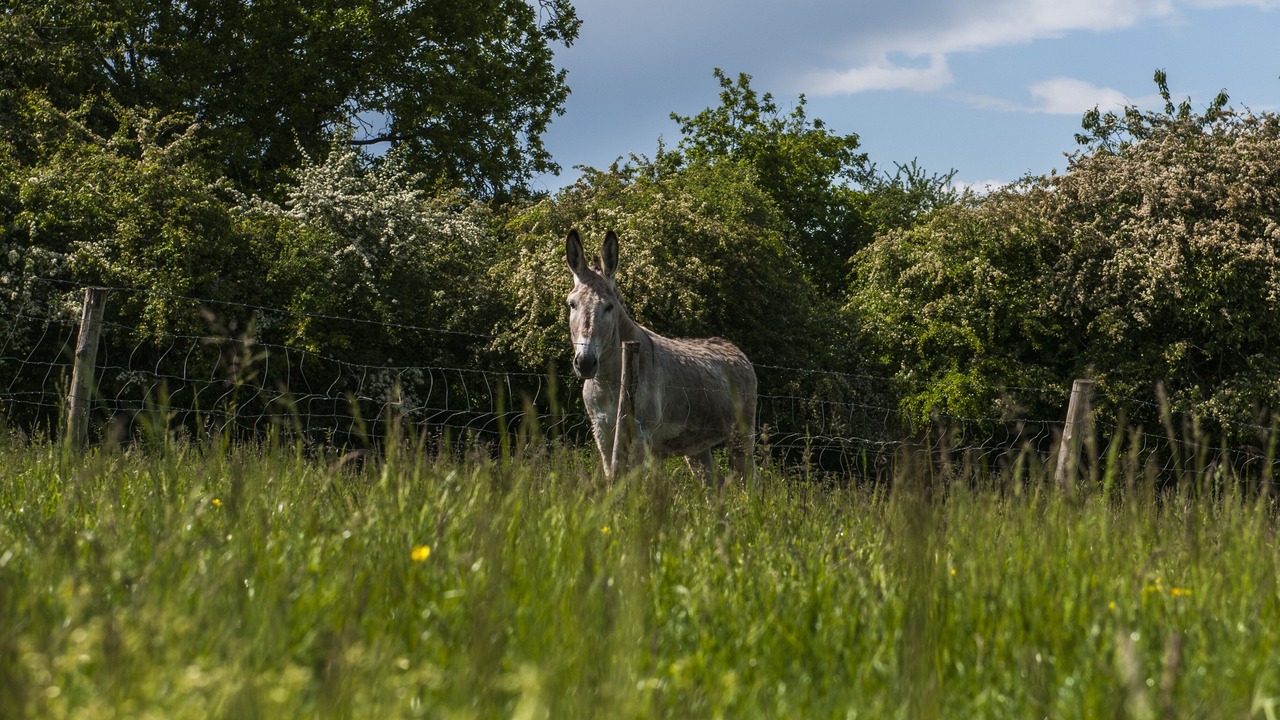 Photo of Outdoor in Bossay-sur-Claise